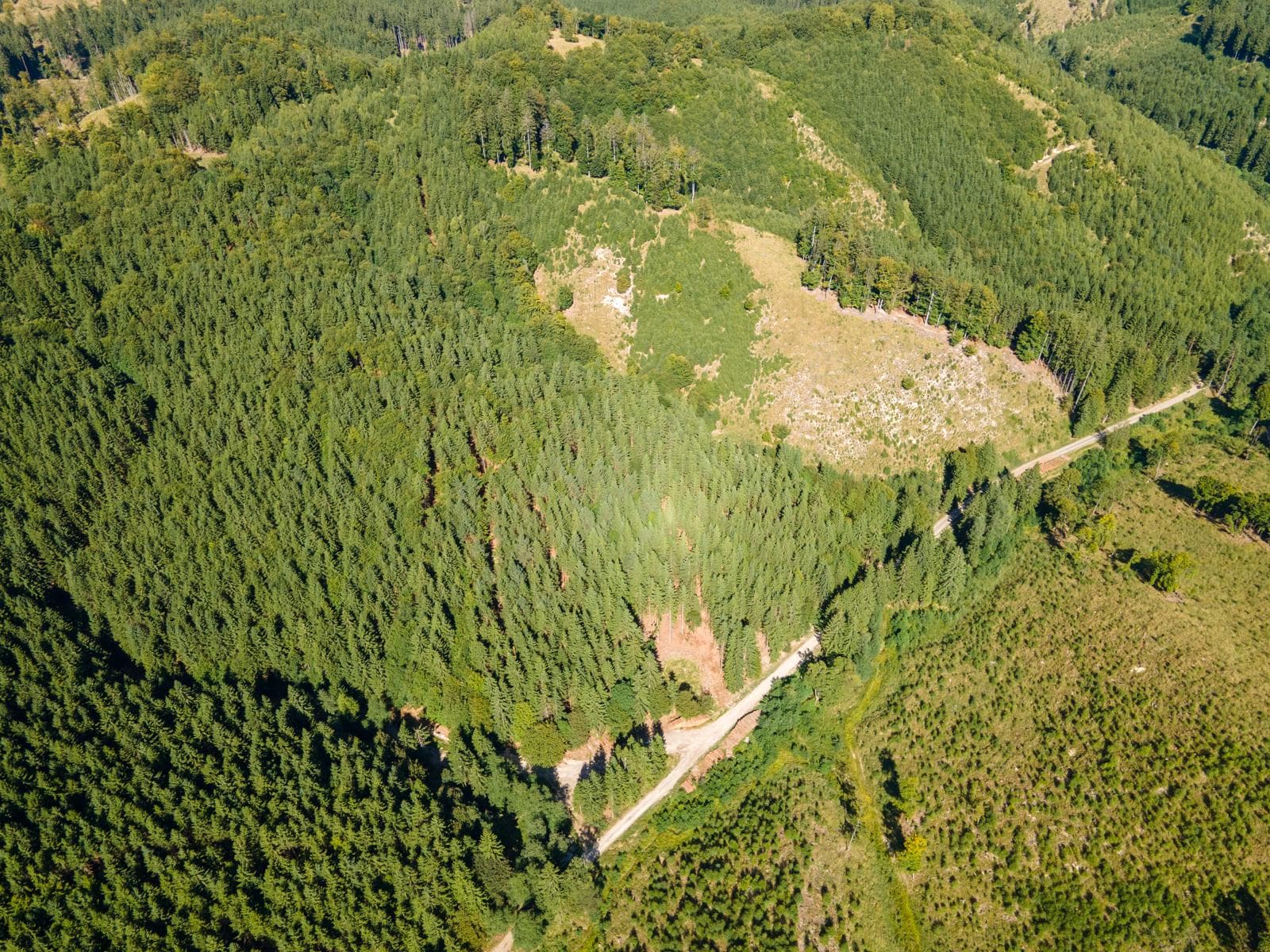 Hospodársky les v obci Budiš 13