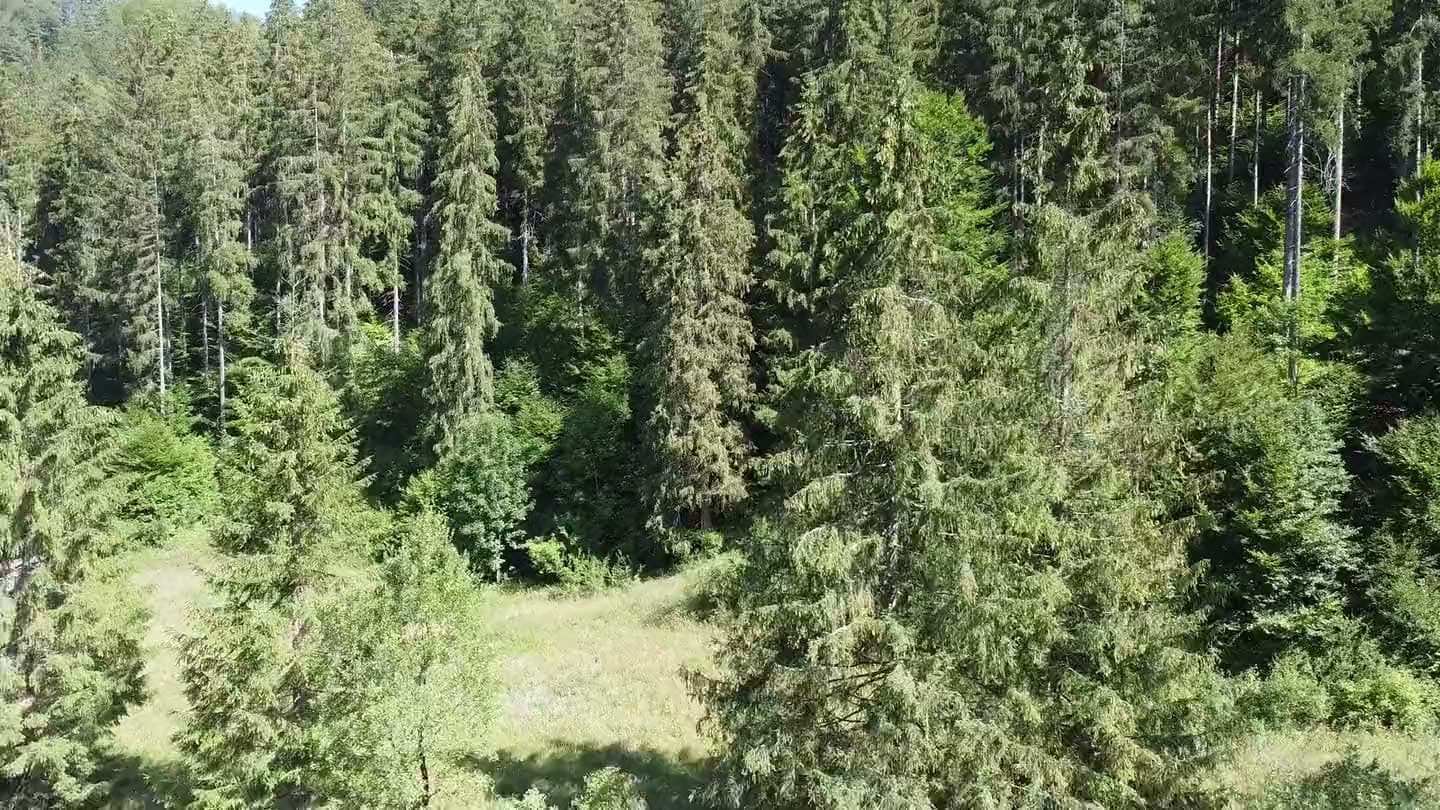 Dron stúpa pomedzi smreky nad koruny porastu